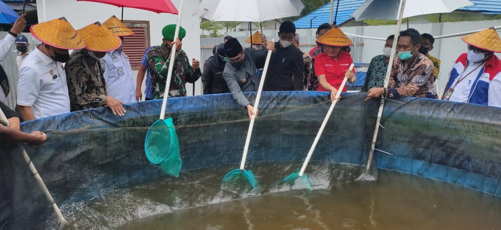 8500 Koleksi Ikan Air Tawar Balikpapan Terbaru