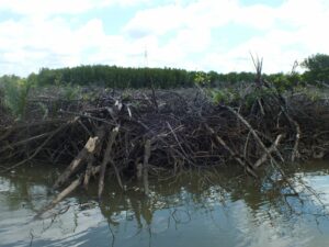 Mangrove