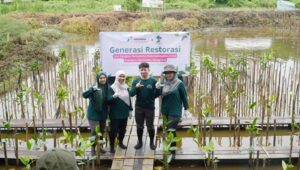 penanaman tanaman mangrove