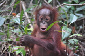 Menggugah Kesadaran di Hari Orangutan: Refleksi Perjuangan dan Masa Depan Orangutan Borneo