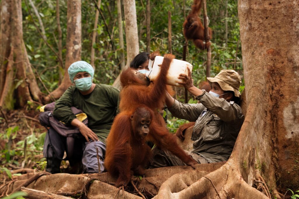 PT Pertamina Hulu Indonesia dan BOSF Perkuat Sinergi untuk Pelestarian Orangutan di Kalimantan Timur