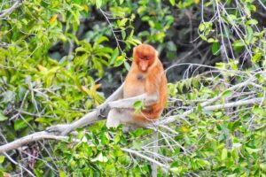 Salah satu fauna di Hutan Mangrove Margo Mulyo Bekantan