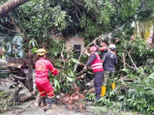 Pohon Tumbang