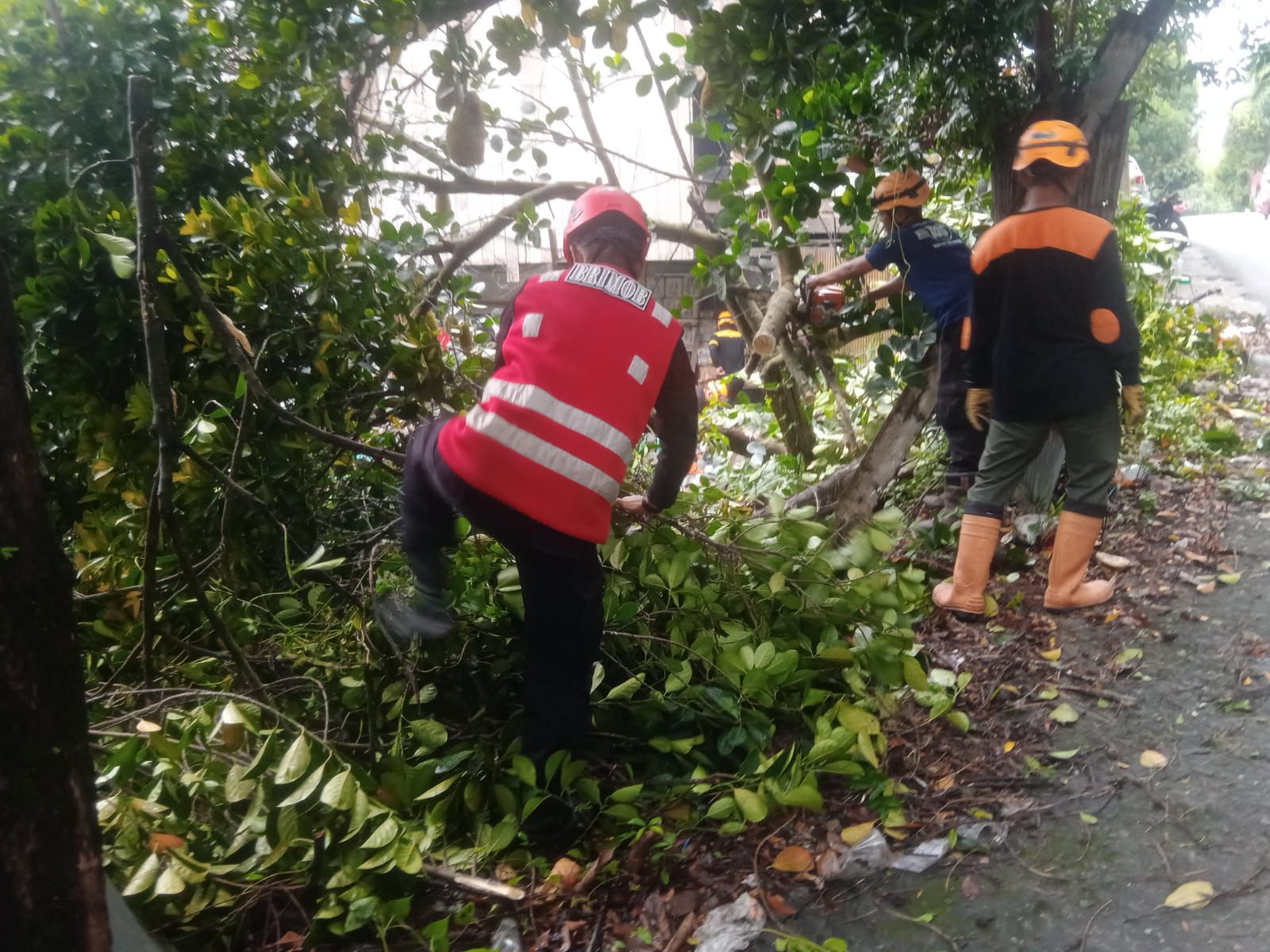 Pohon Tumbang