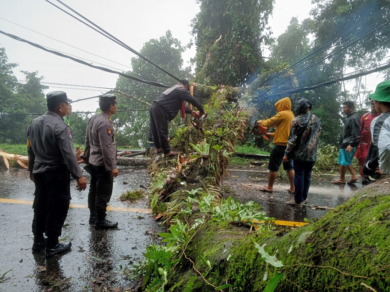 pohon tumbang