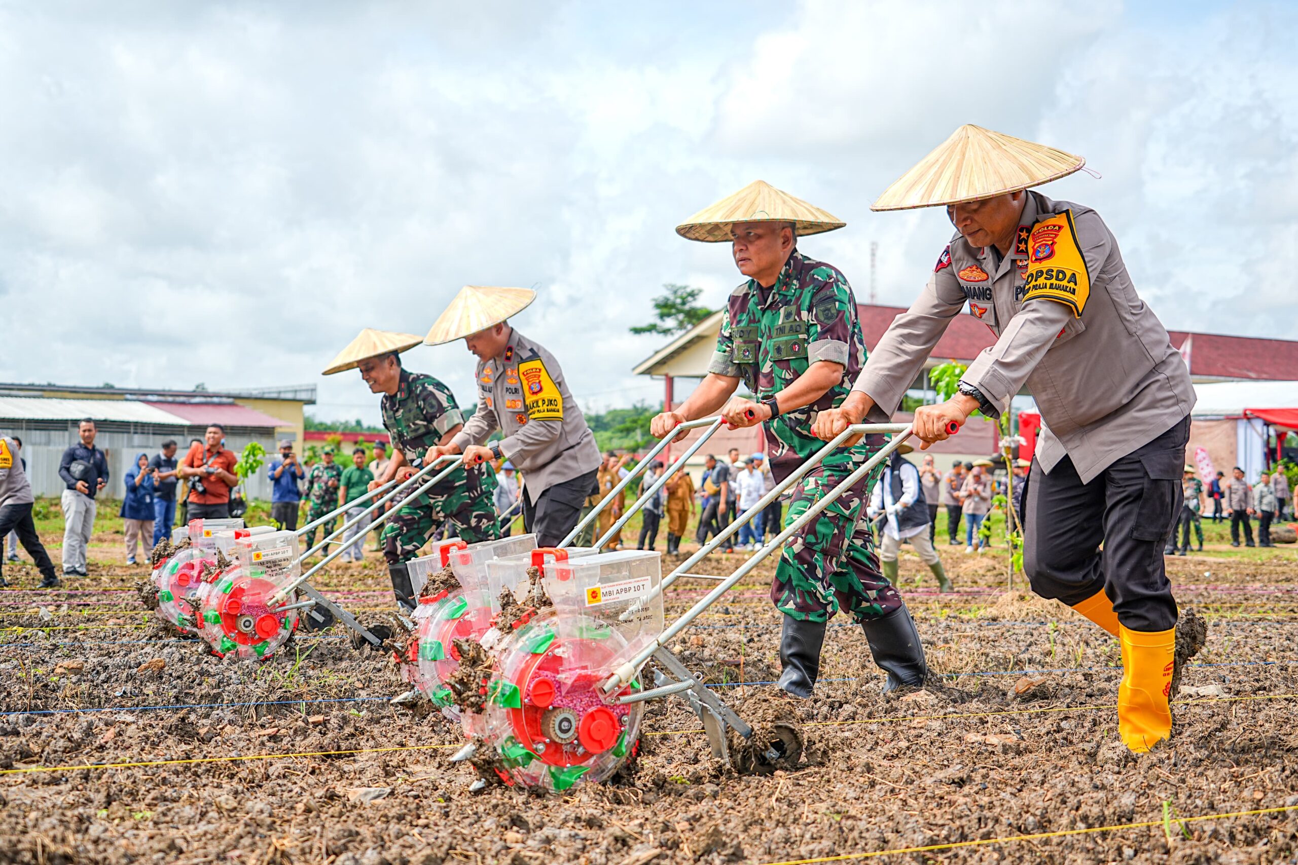 Penanaman Jagung